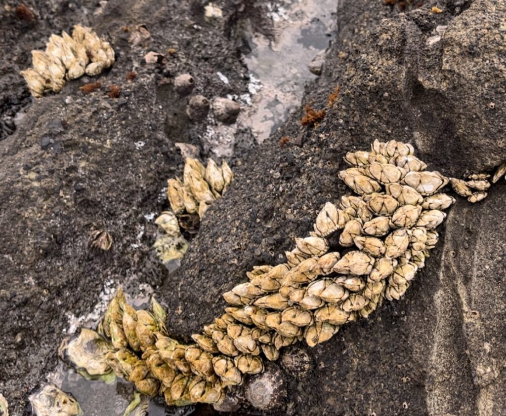 えぼし岩 岩礁 カメノテ